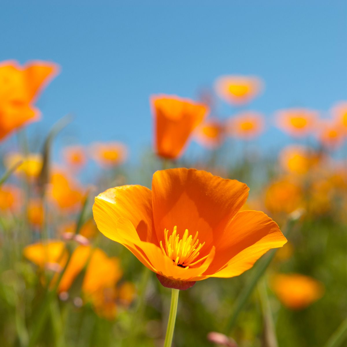 California Poppy Wildflower Garden Confetti Seed Balls