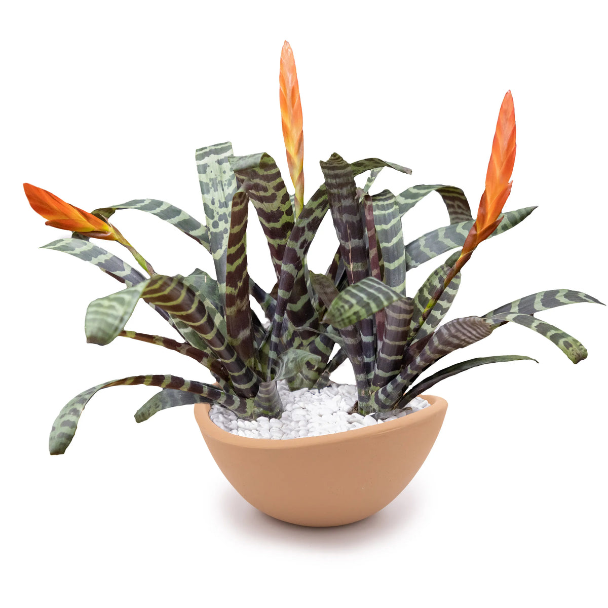 Concrete Wave Tabletop Planter