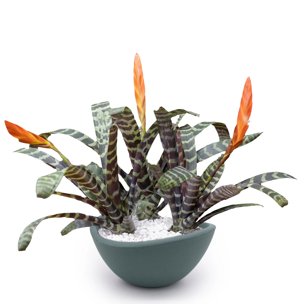 Concrete Wave Tabletop Planter