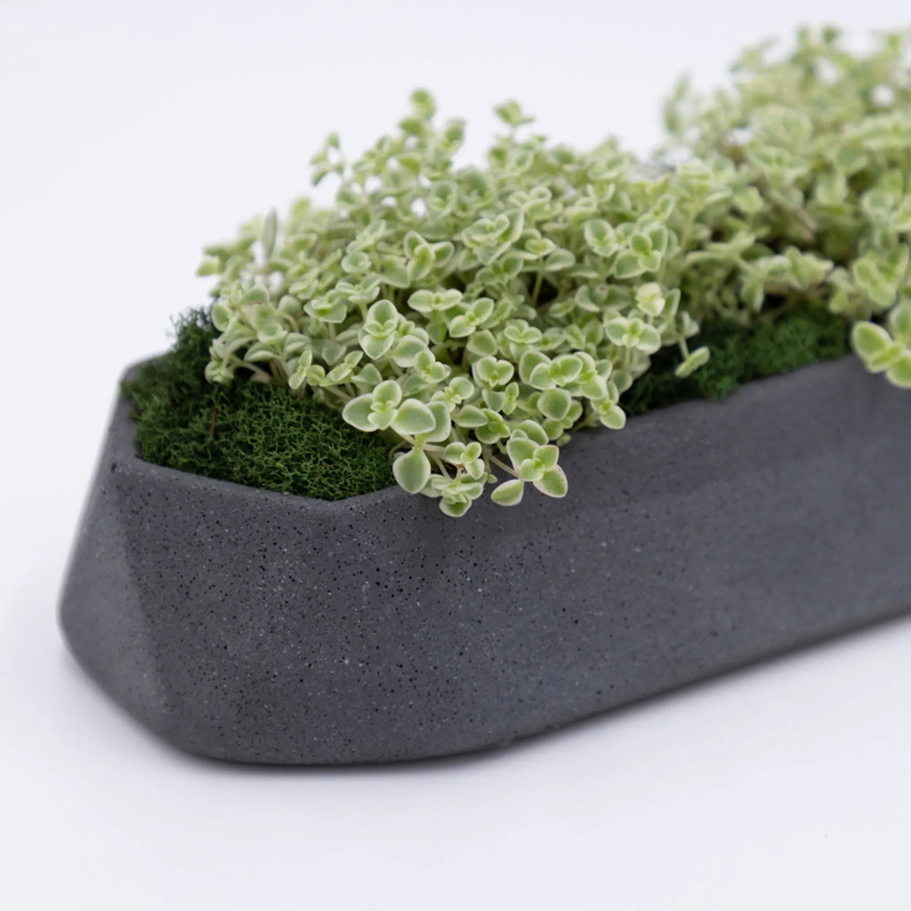 Runner Tabletop Planter